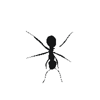 Little black ant walking