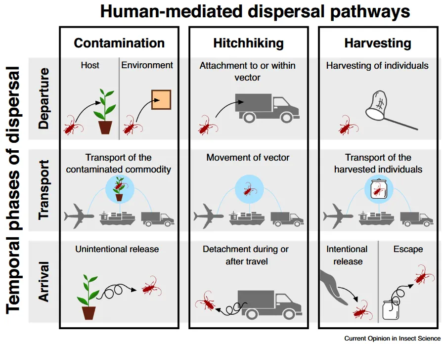 human-mediated-dispersal-pathways